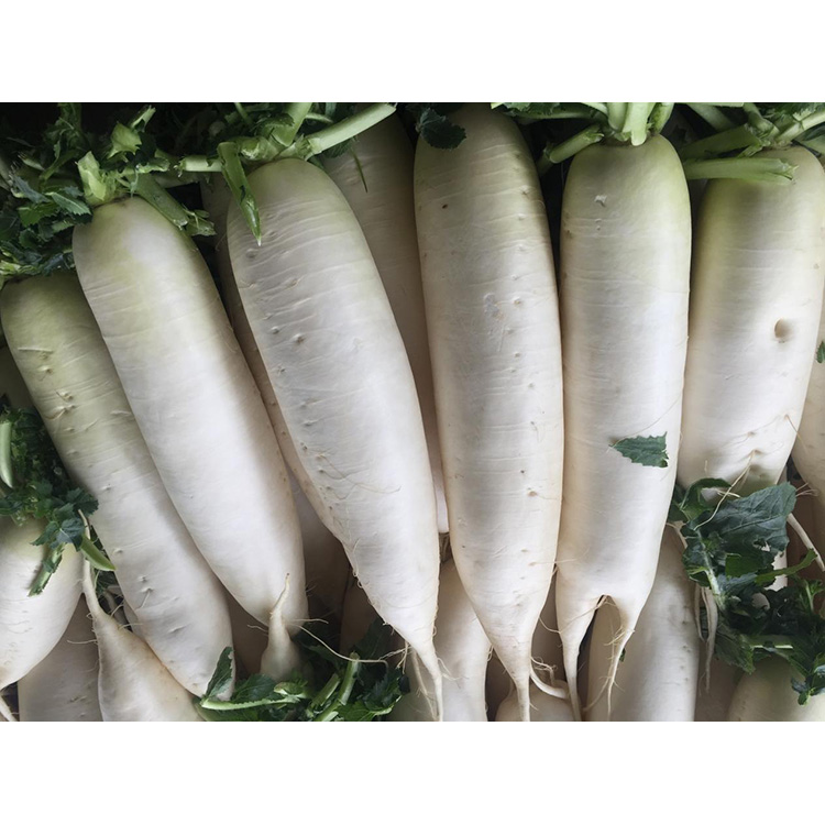 ارزش غذایی تربچه تازه محصول New Crop را برای تقویت ایمنی و مهار رشد سلول های سرطانی بررسی کنید.